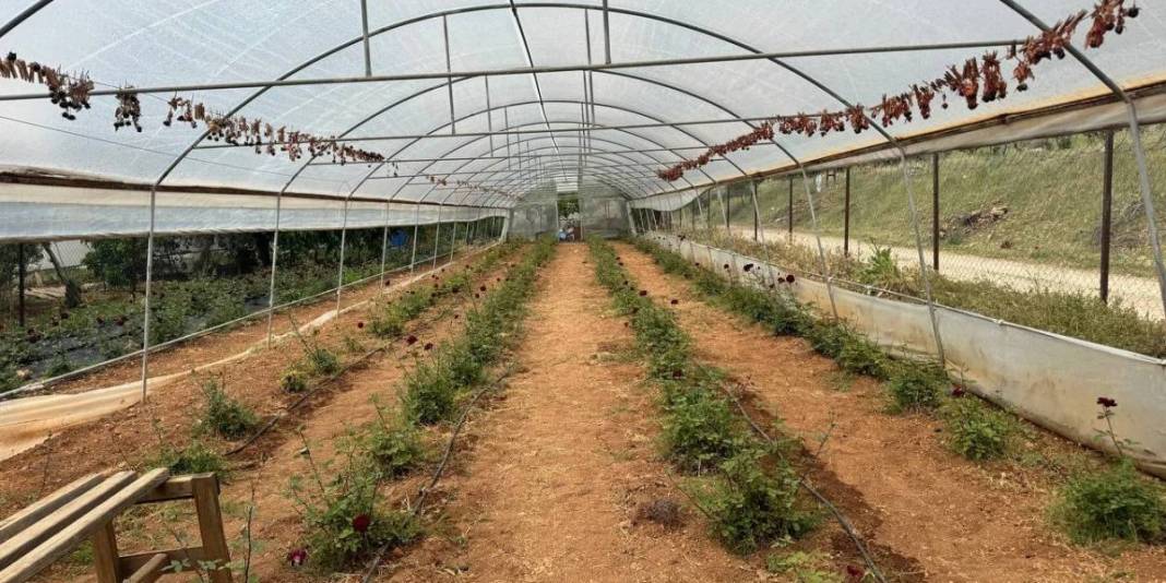 Dünyada nadir, Türkiye’de ise sadece Şanlıurfa’da bulunuyor! Herkes onun peşinde: Nadide bitkinin hasadına başlandı 4